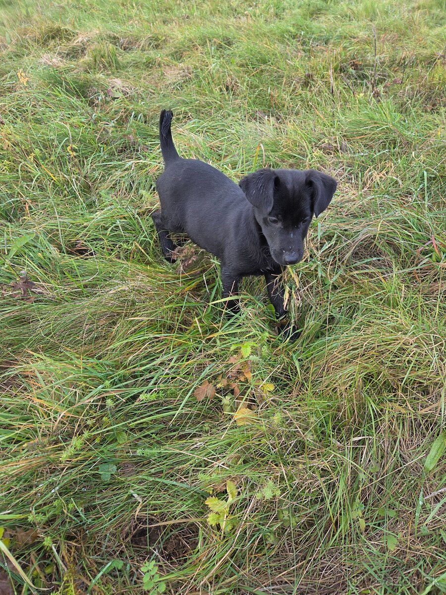 Darujeme šteniatka - 4