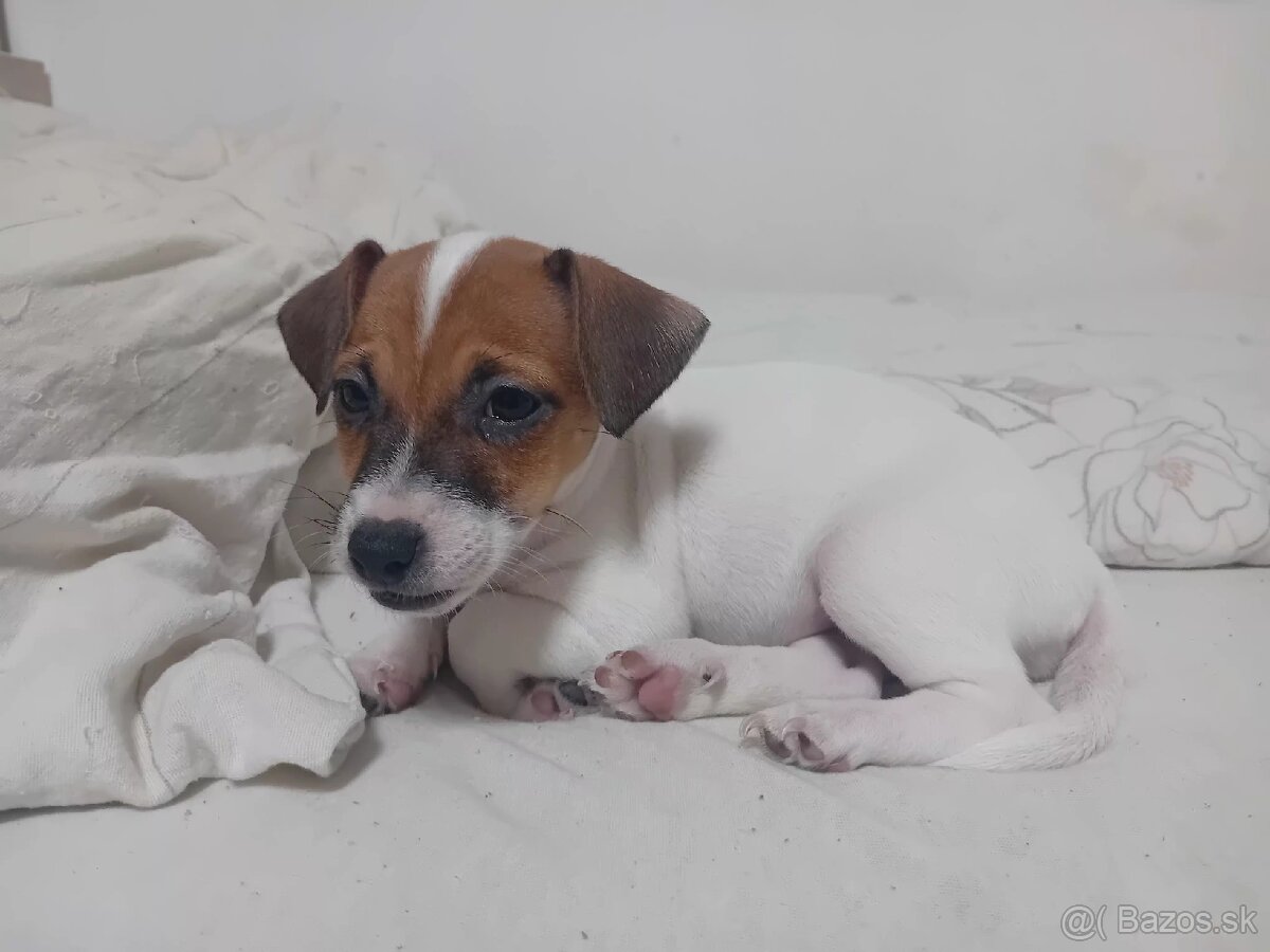 Šteniatka Jack Russell - 4