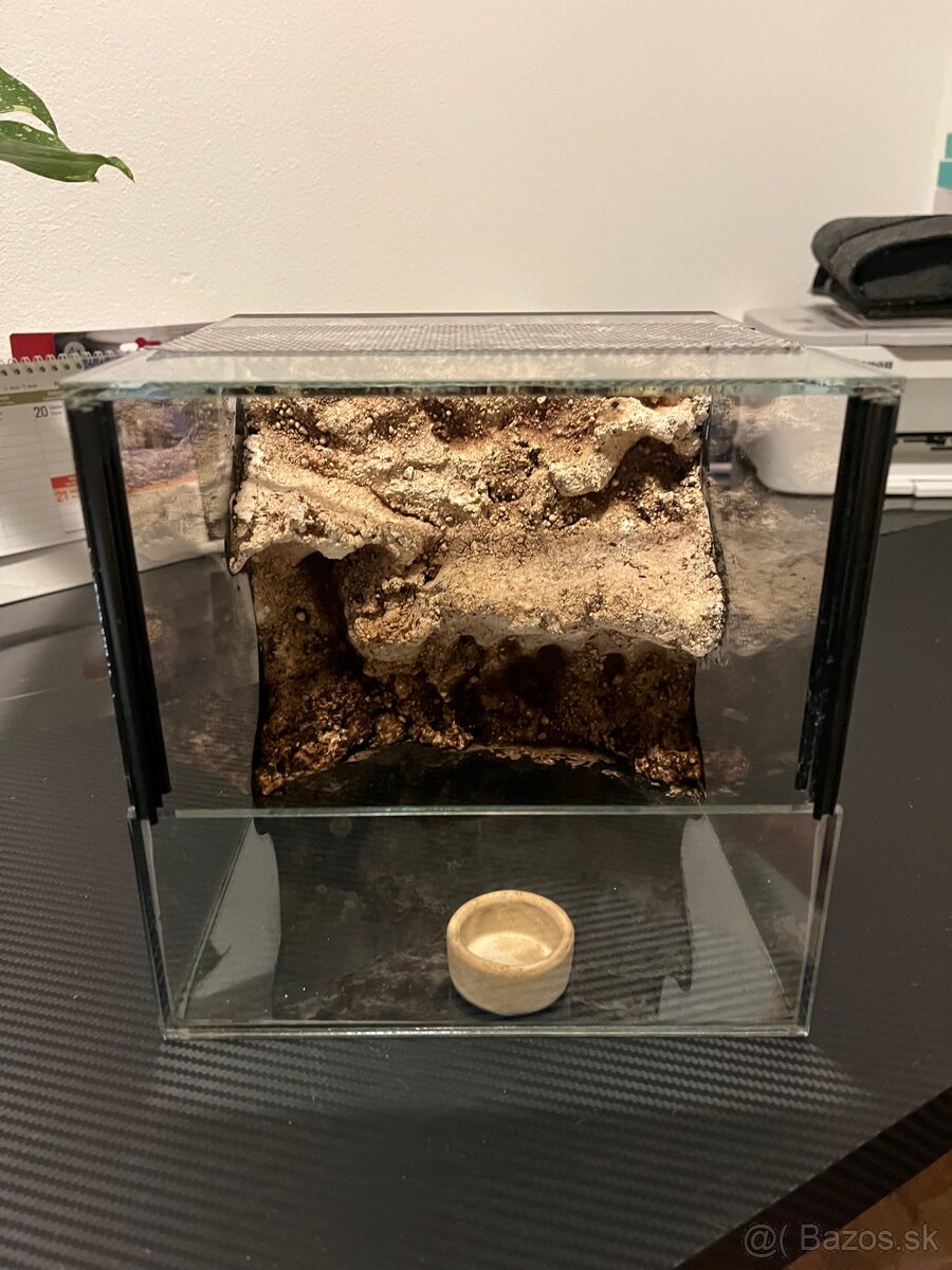 Terária + Acanthoscurria geniculata - 4