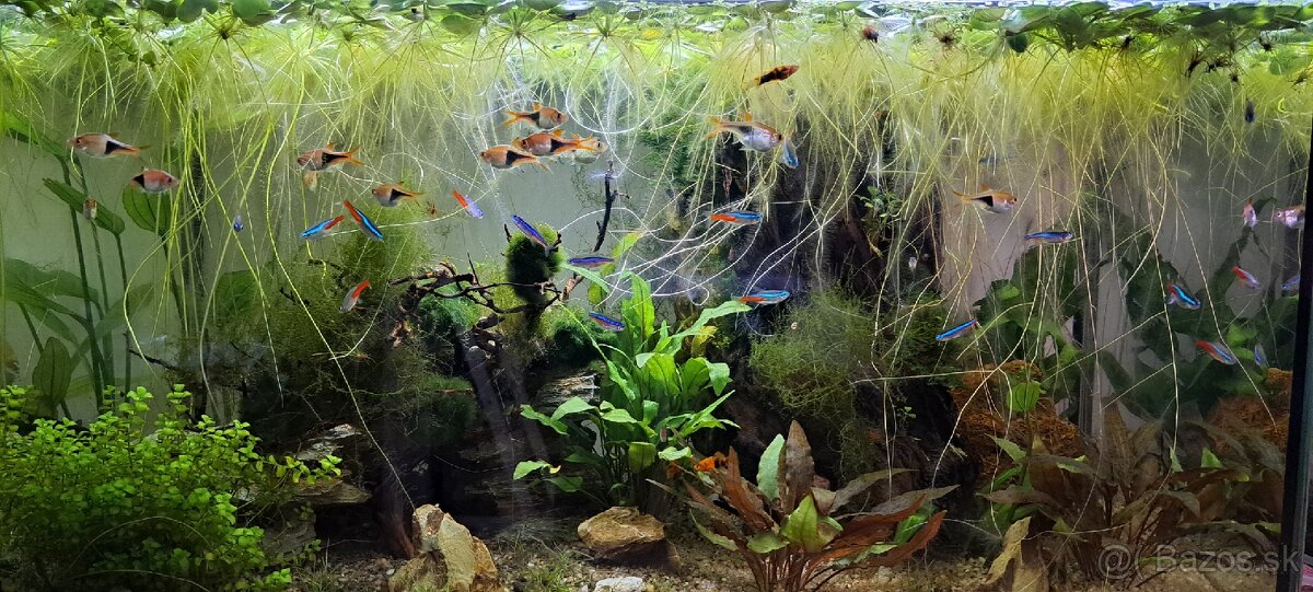 Limnobium Laevigatum - vodná rastlina DARUJEM - 4