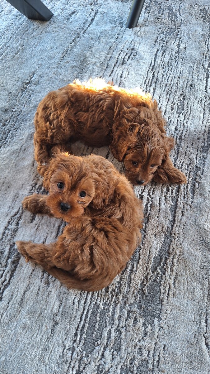 Cavapoo - 4