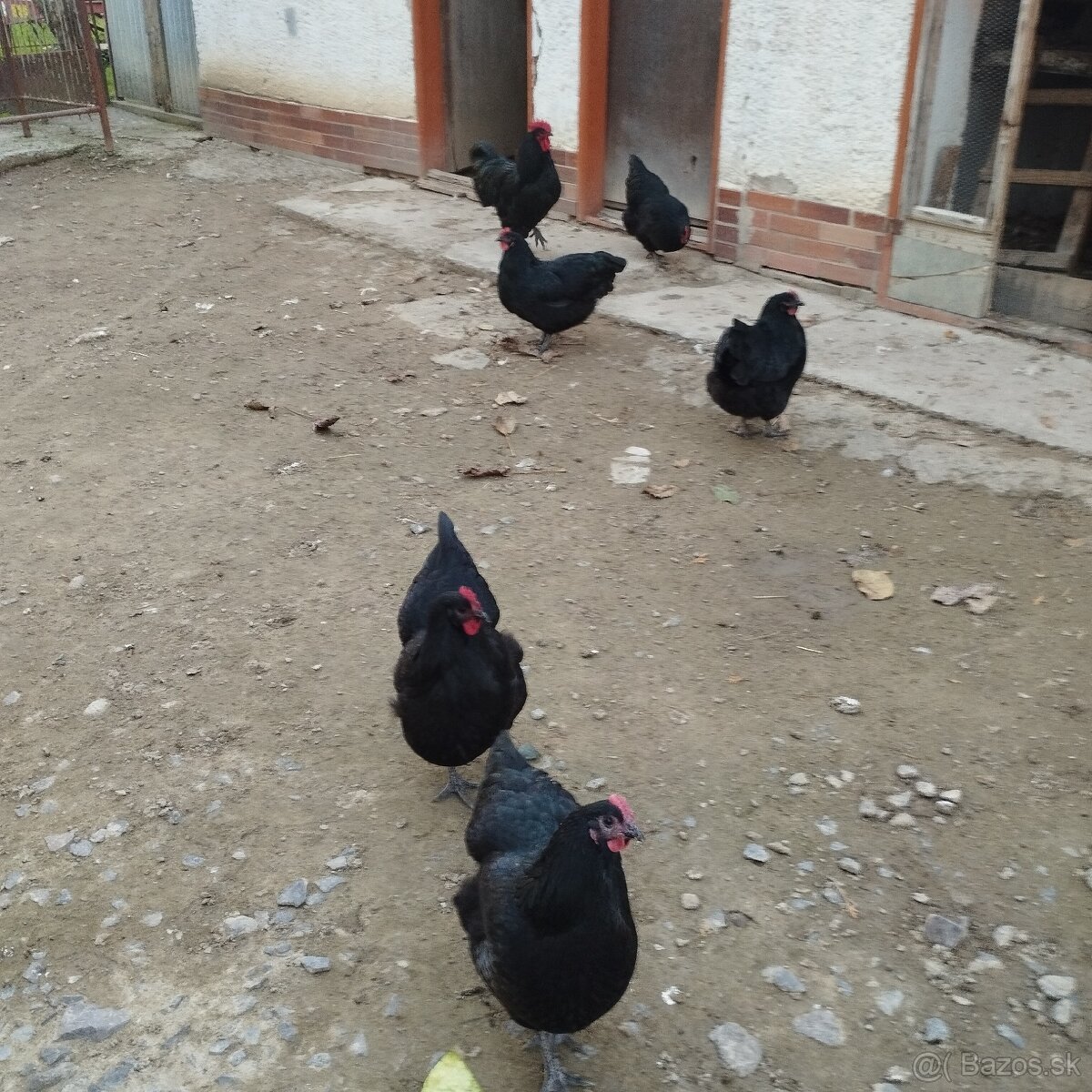 Australorpka nasadove vajíčka - 4