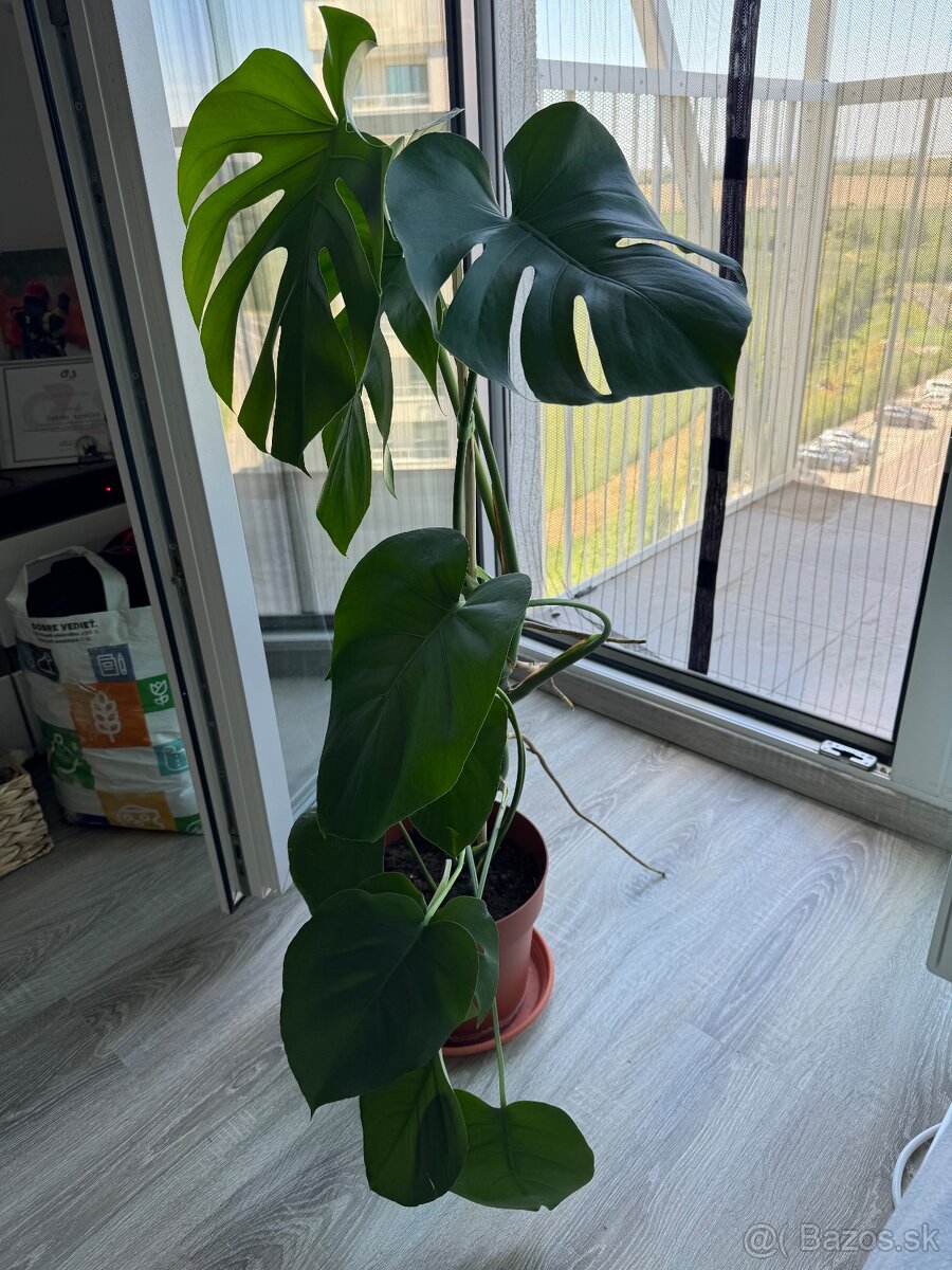 Monstera 100cm - 4