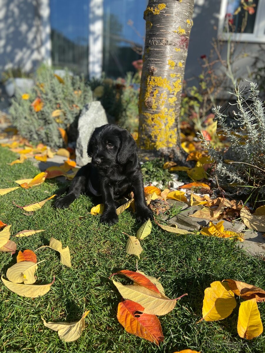 Šteniatko kríženca - 4