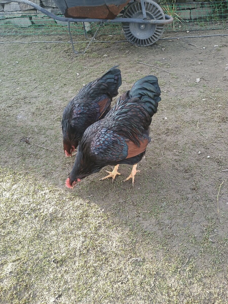 Predám kohútov - 4