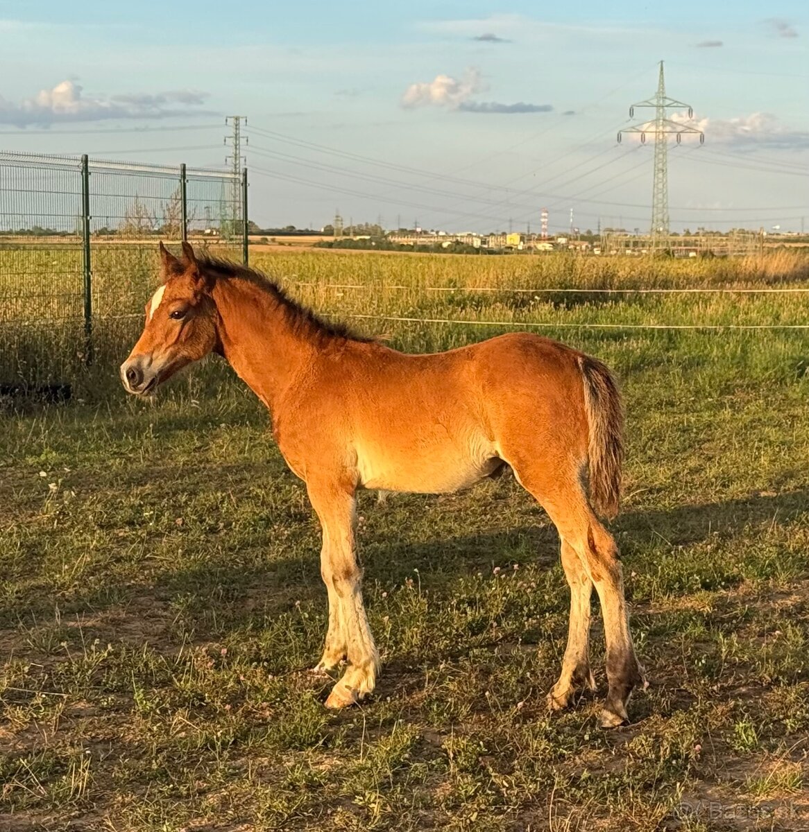 Hřebec Welsh Cob - 4