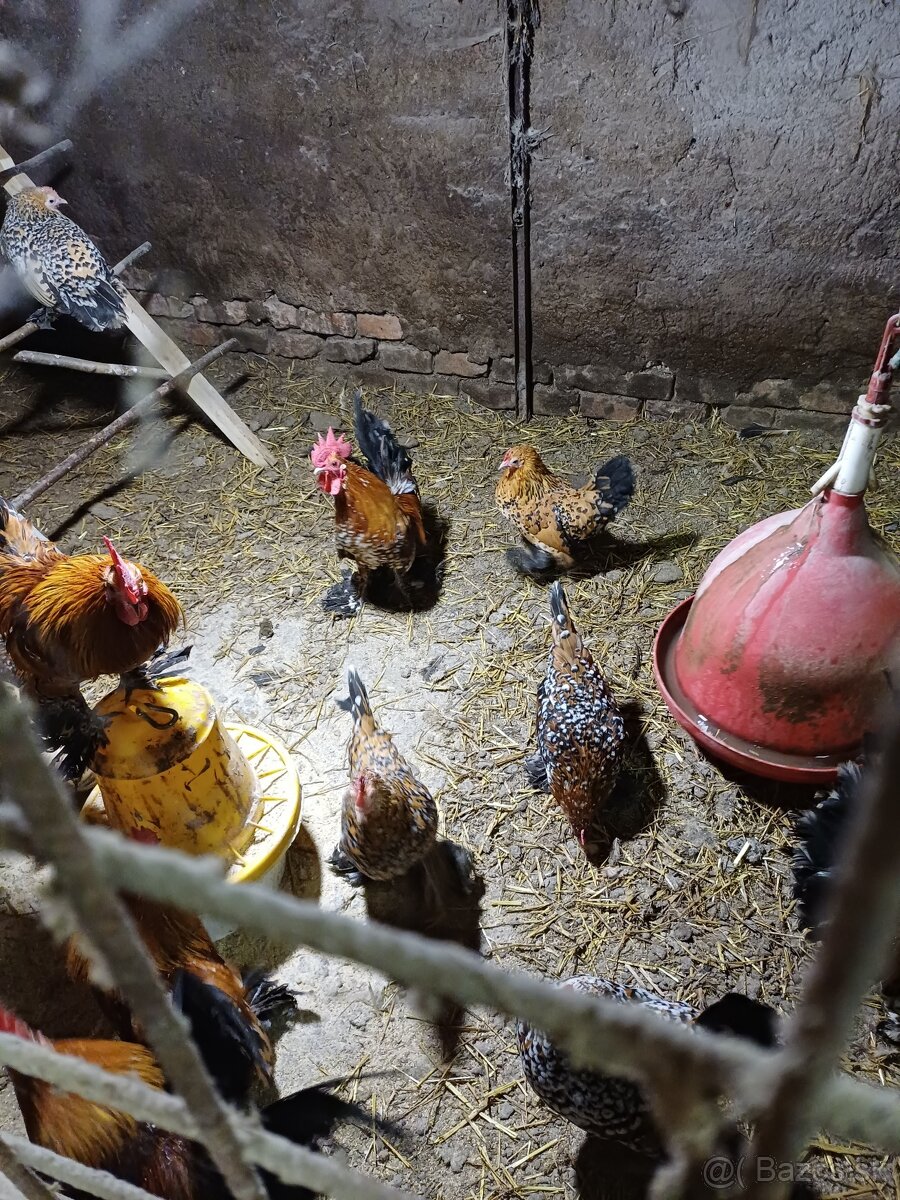 Násadové vjíčka - 4