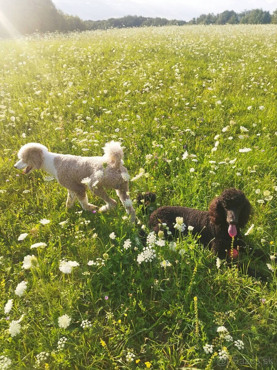 Labradoodle F1bb - 4