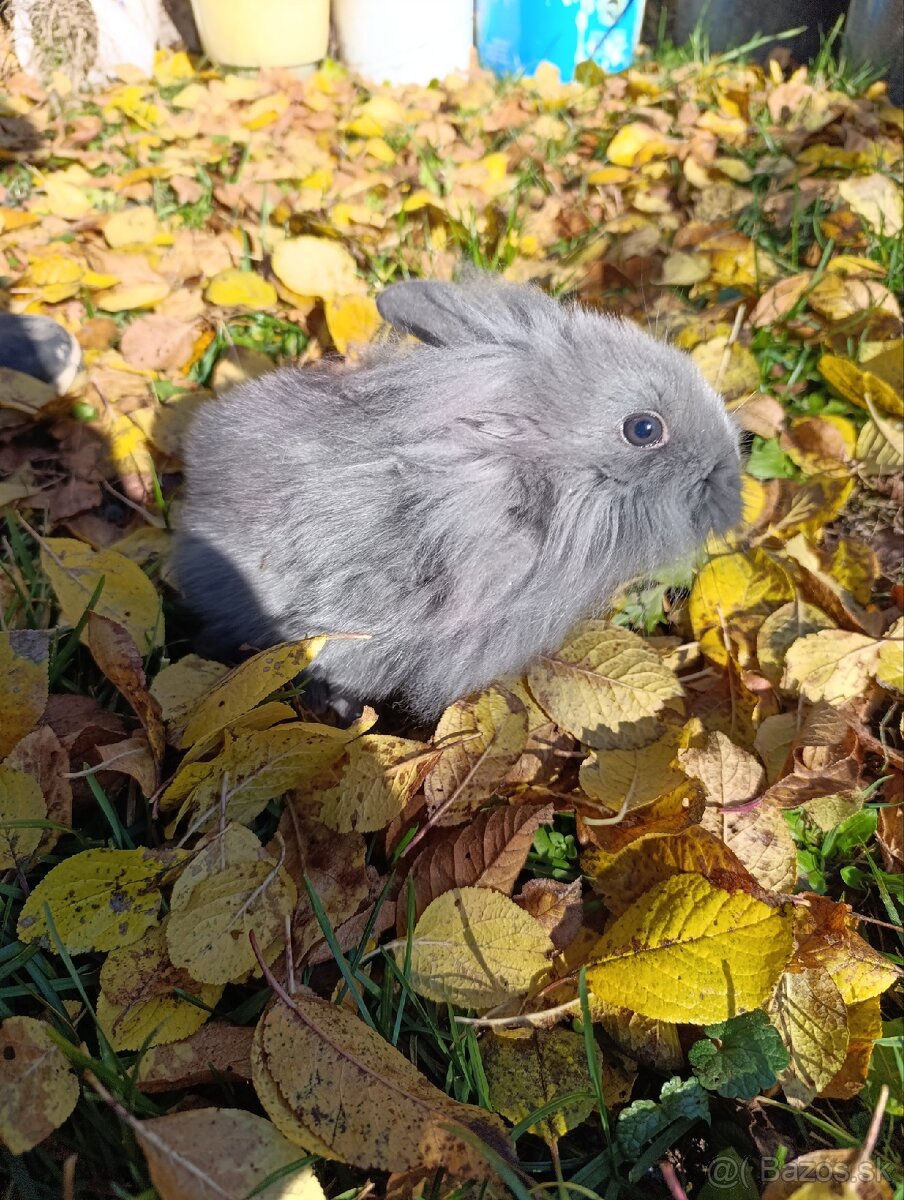 Zakrslý zajačik - 4