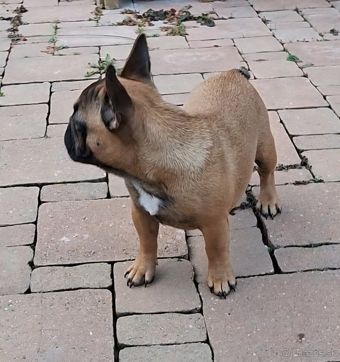 Francouzsky buldoček s PP - sučky - 4