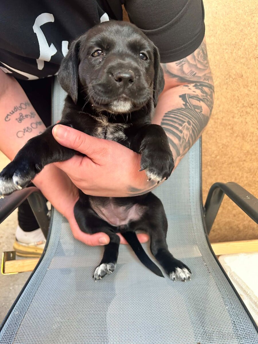 🐶 Šteniatka – krížence, len do dobrých rúk - 4