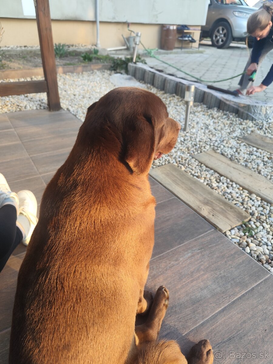 Labrador na krytie - 4