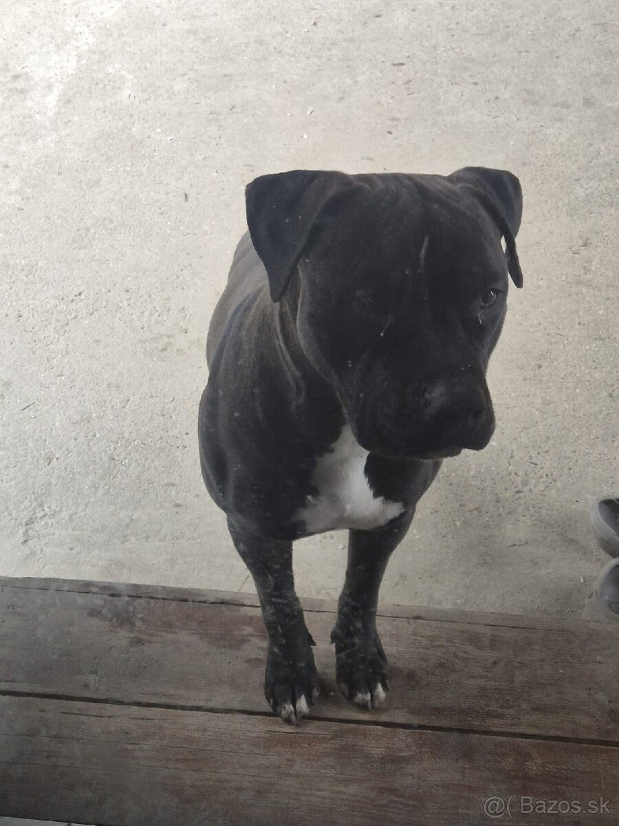 Darujem s ťažkým srdiečkom - 4