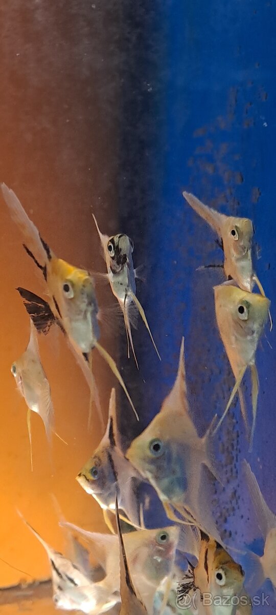 Skalar ,,gold marble" - 4