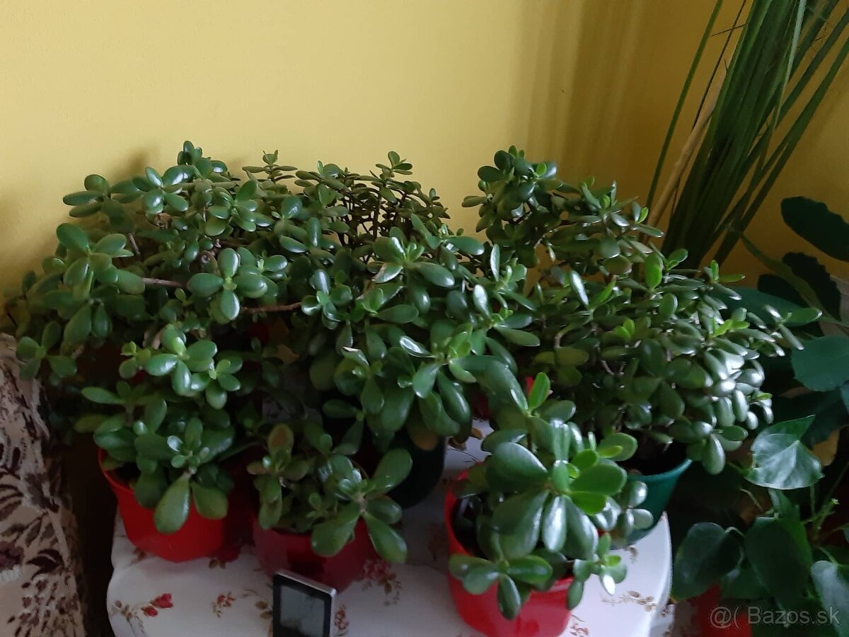 Veľké a malé kvety - 4