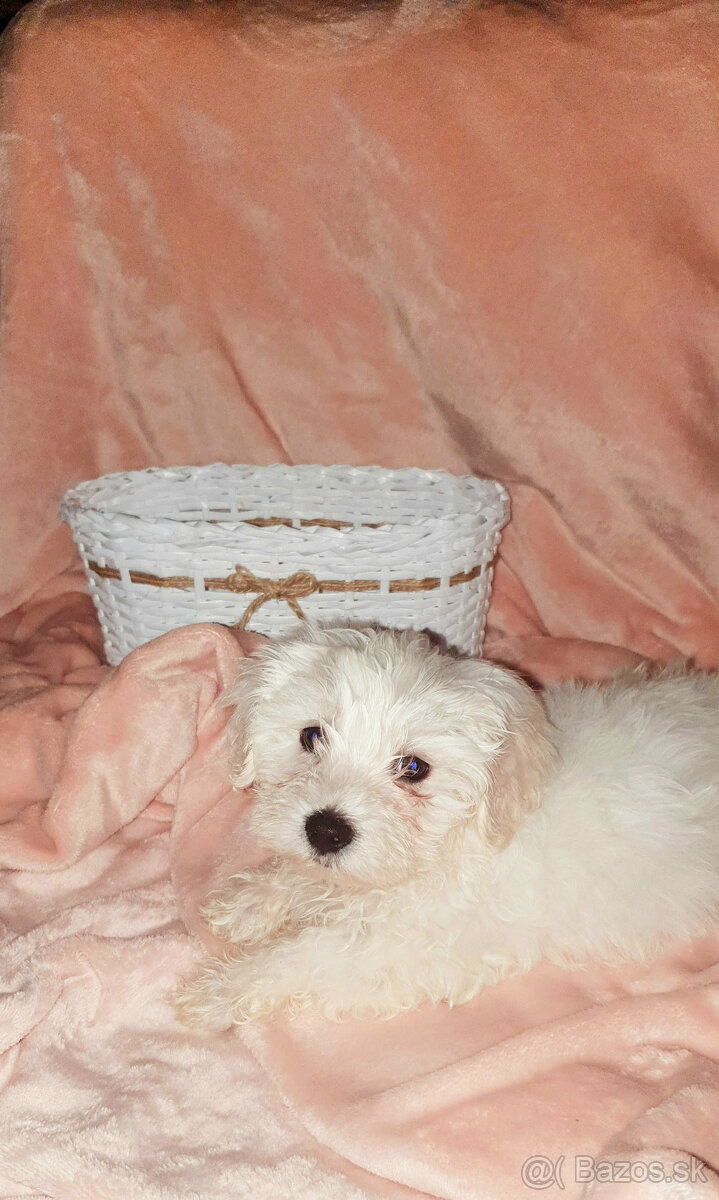 Predám šteniatko maltezáka (psík) - 4