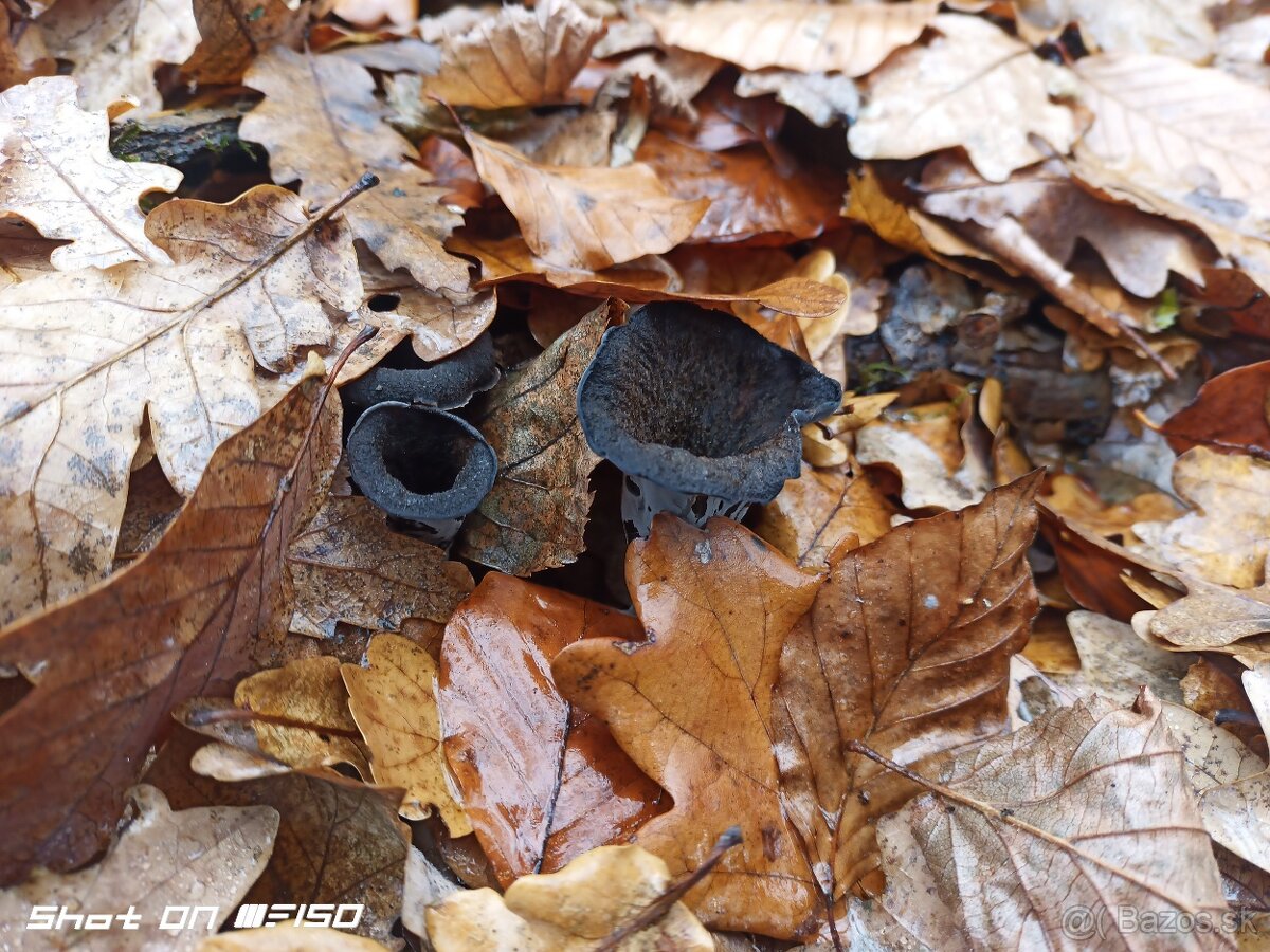 Lievik trúbkovitý (Craterellus cornucopioides) sušený - 4