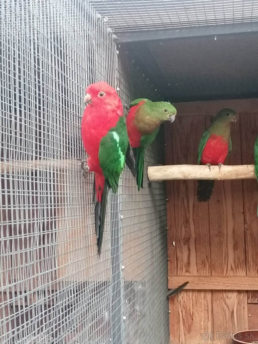 Alexander malý 23,24, 25 - 4