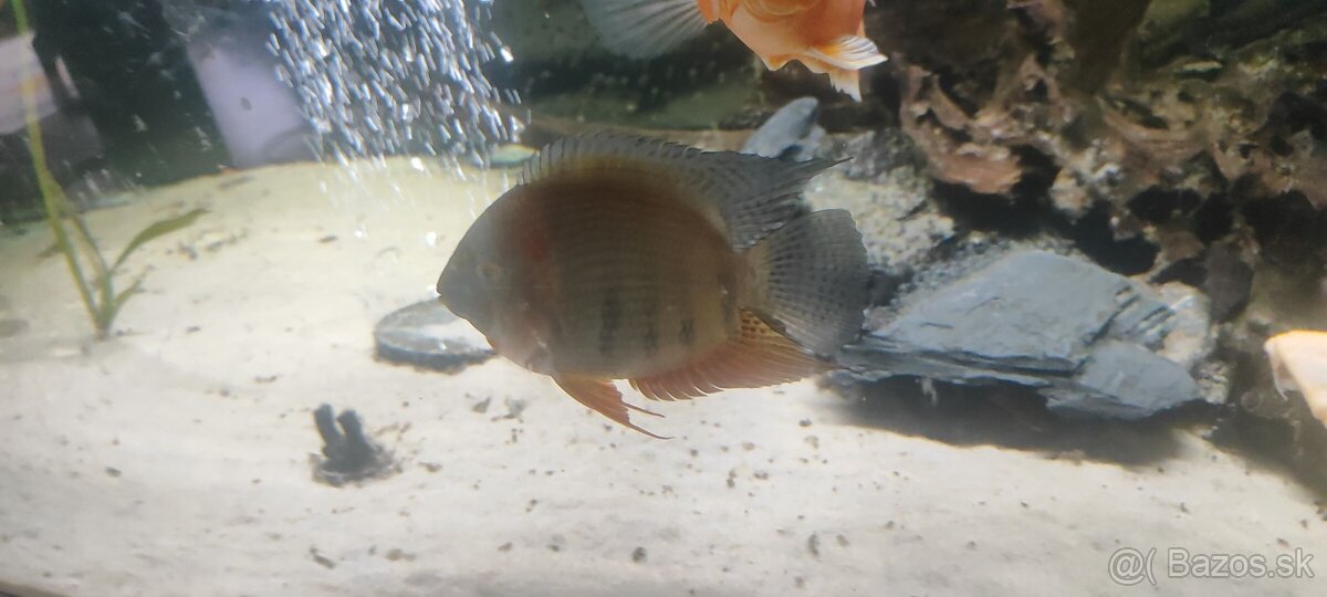 Ruším akvarium - 4