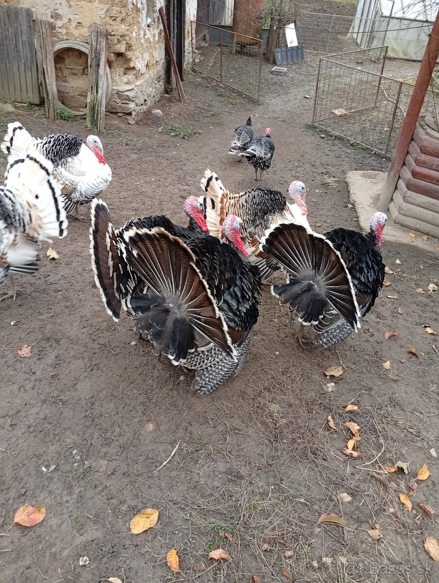 Predám morky bronzové - 4