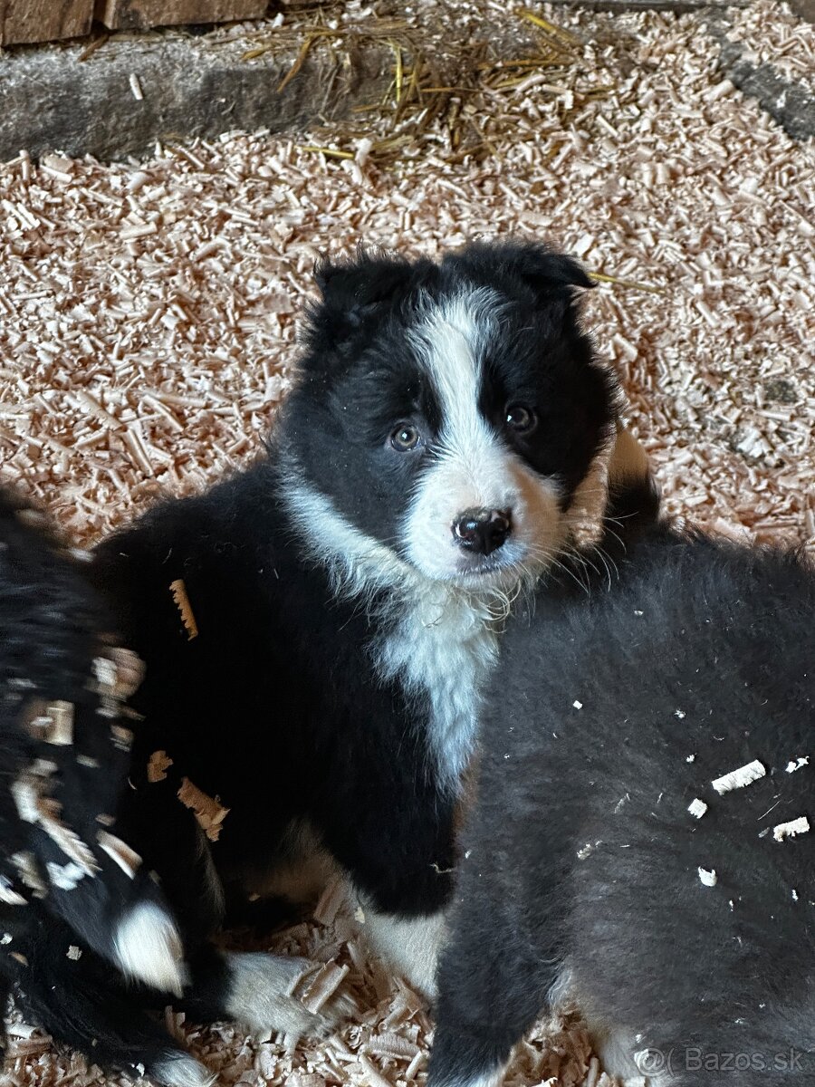 Šteniatka Border kólia - 4