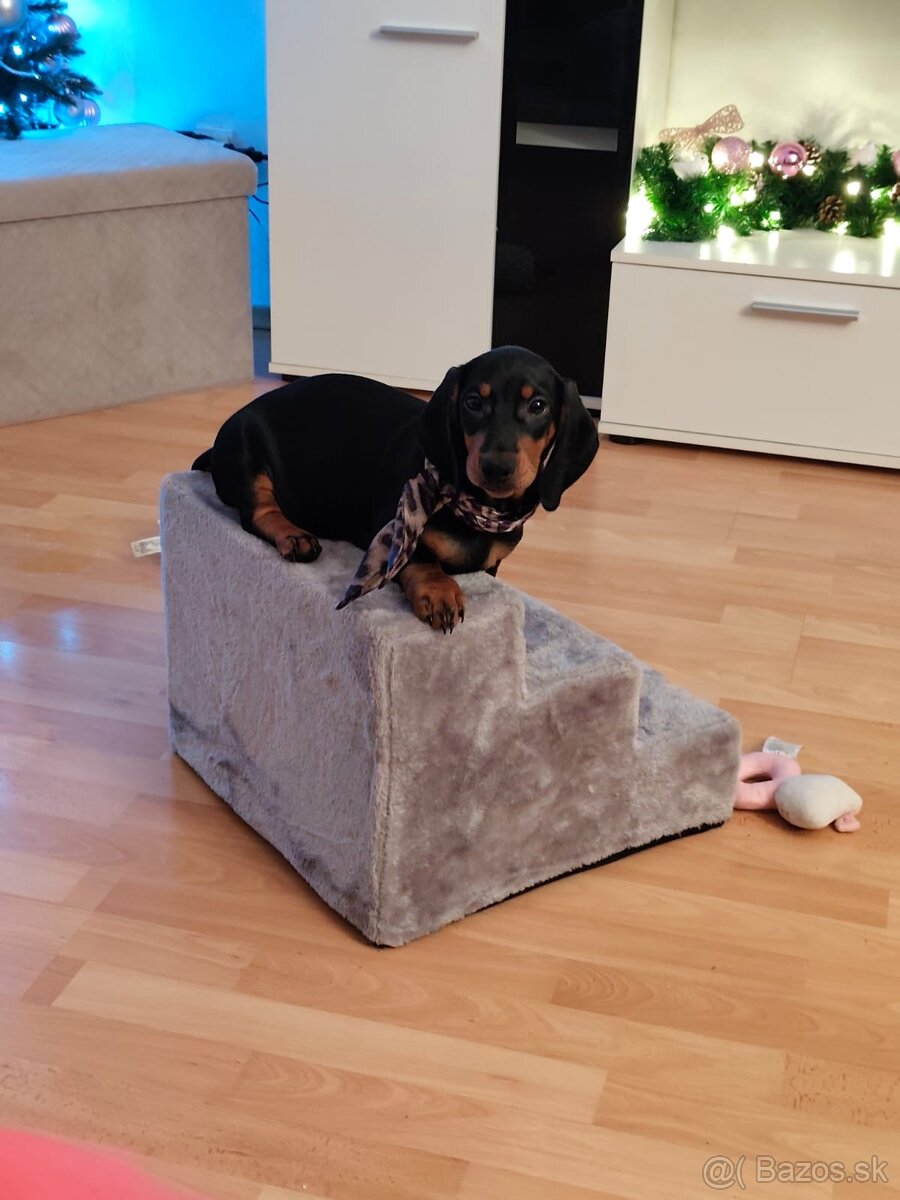 Predám 5 mesačné šteniatko - 4