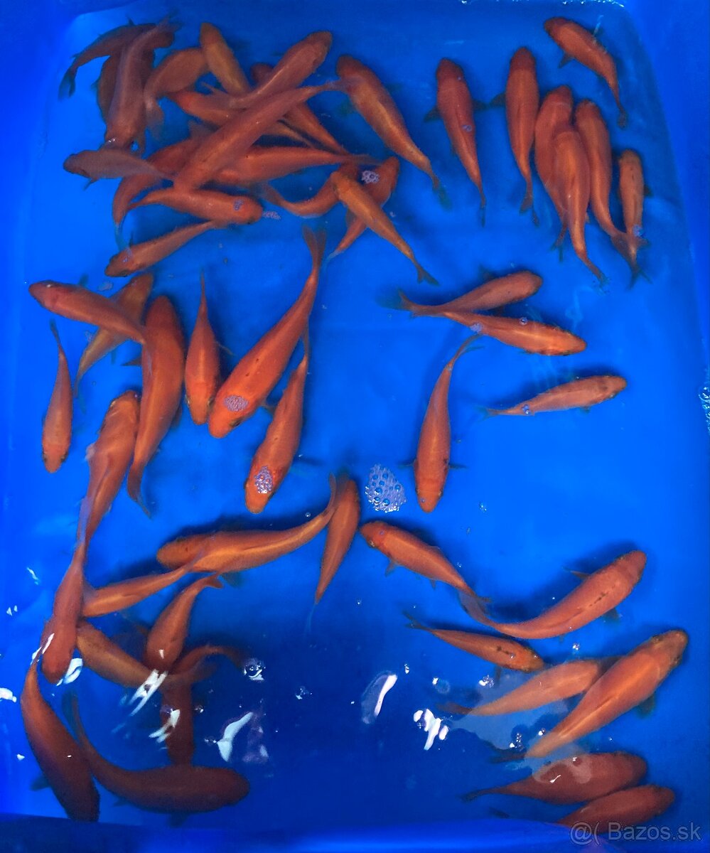 KOI Kapor - 4