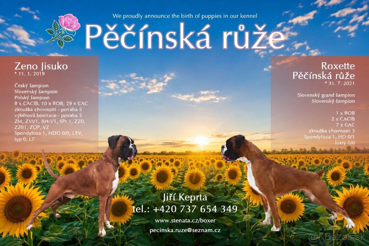 Německý boxer - 4