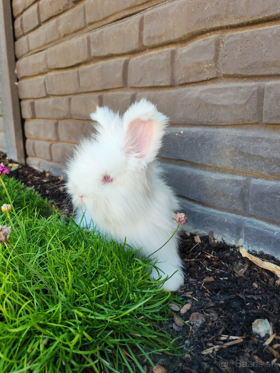 Anglická angora - 4