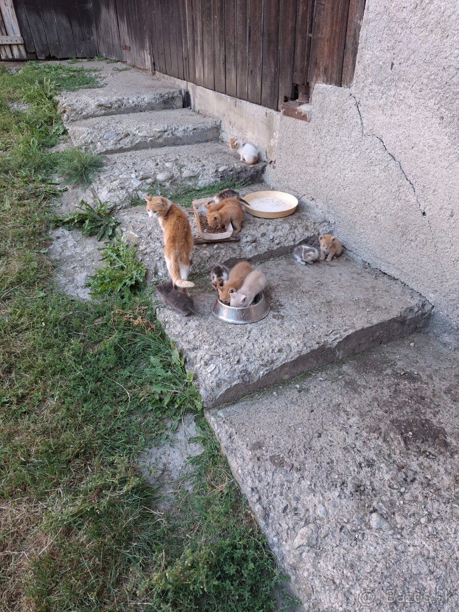 Darujem mačiatka - 4