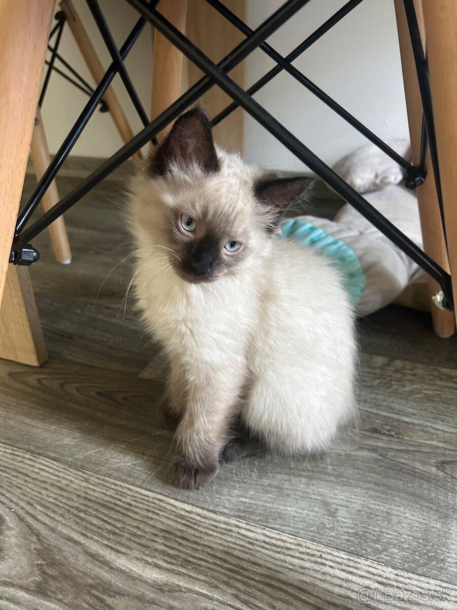 Ragdoll mačiatka - 4