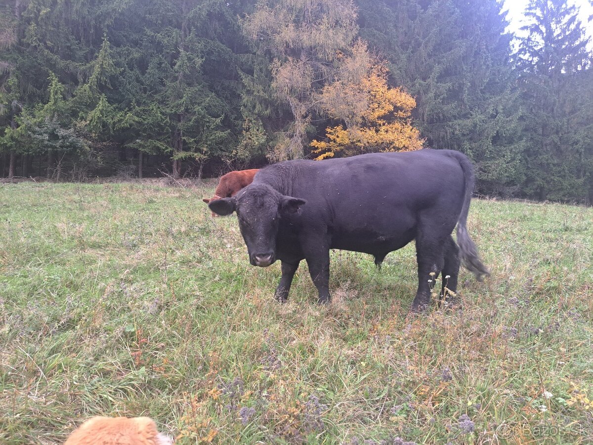 Aberden Angus. Jalovice - bíčky - 4