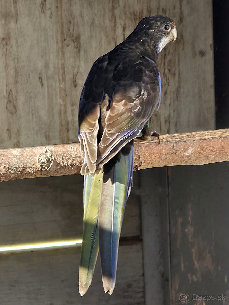 Predám alebo vymením rozeli pestré - 4