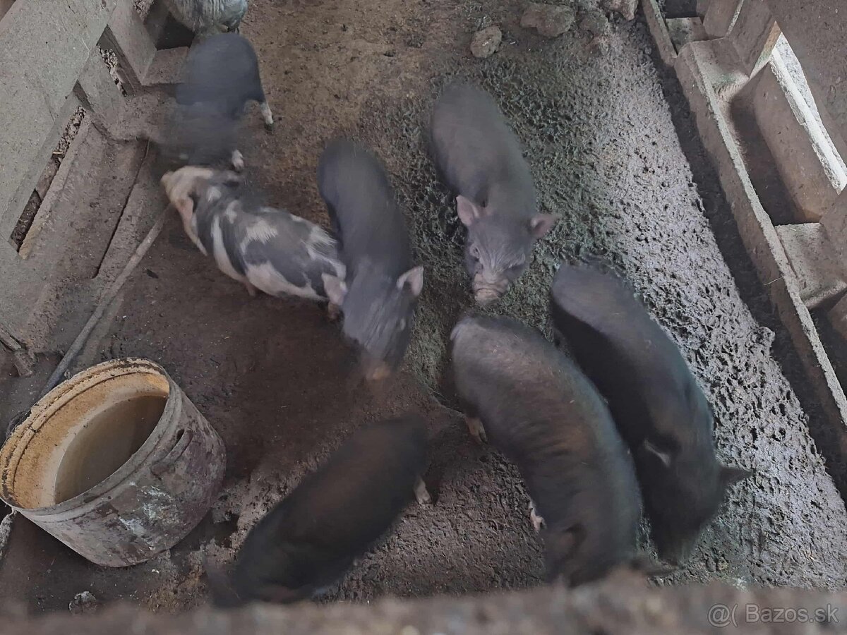 Vietnamské prasiatka - 4