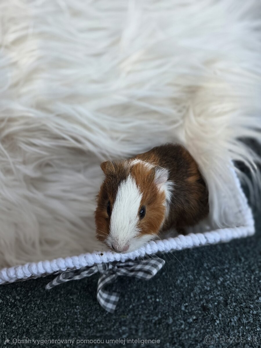 Morské prasiatko - 4