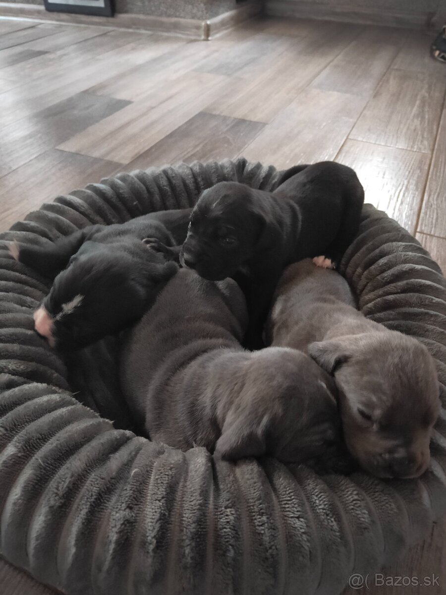 Cane Corso Šteniatka bez PP - 4