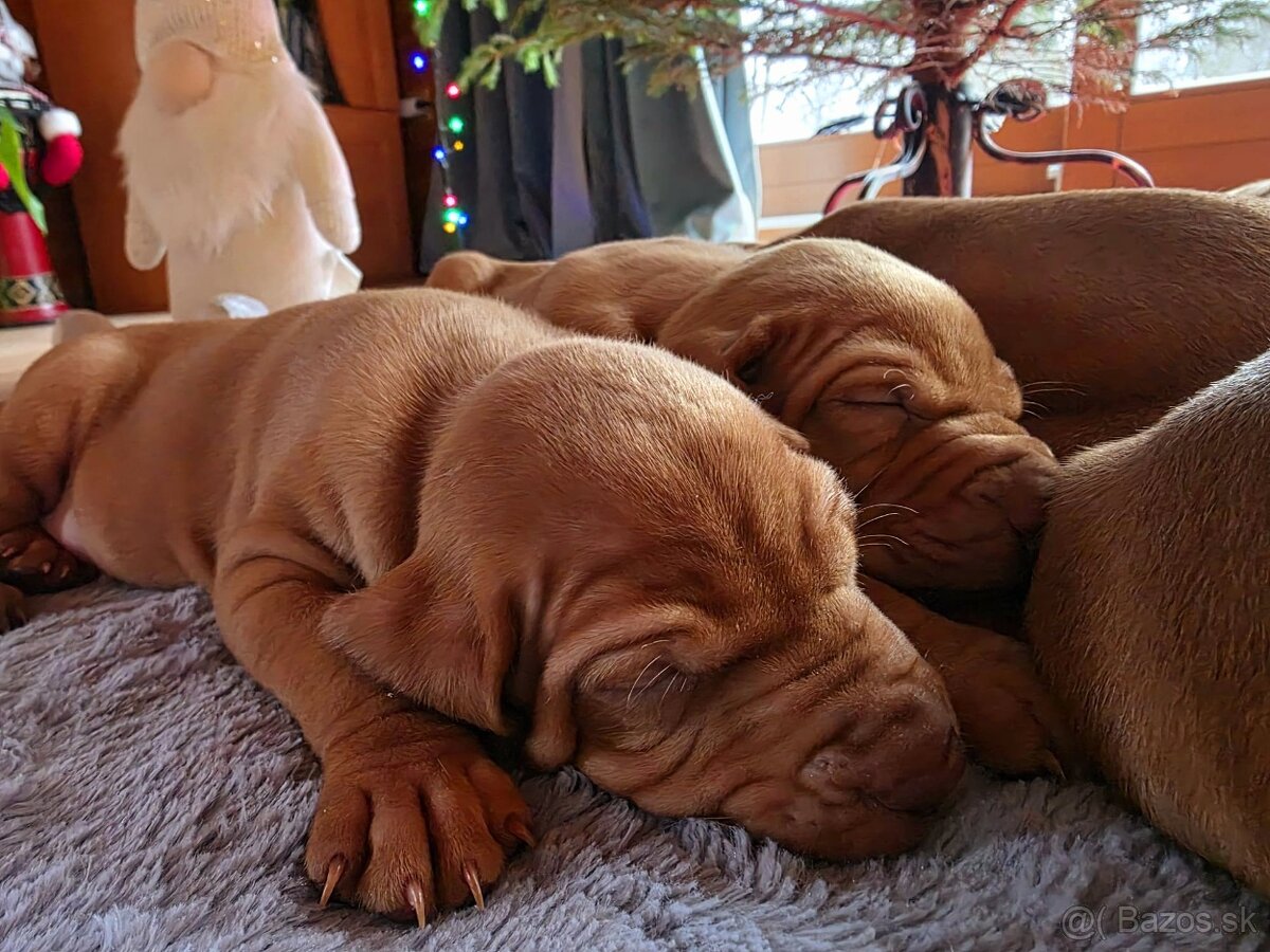 Maďarské "vizsla" šteniatká - 4