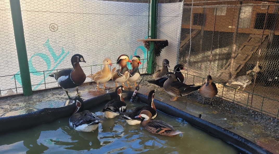 Okrasne kačky - kačice - kačičky - 4