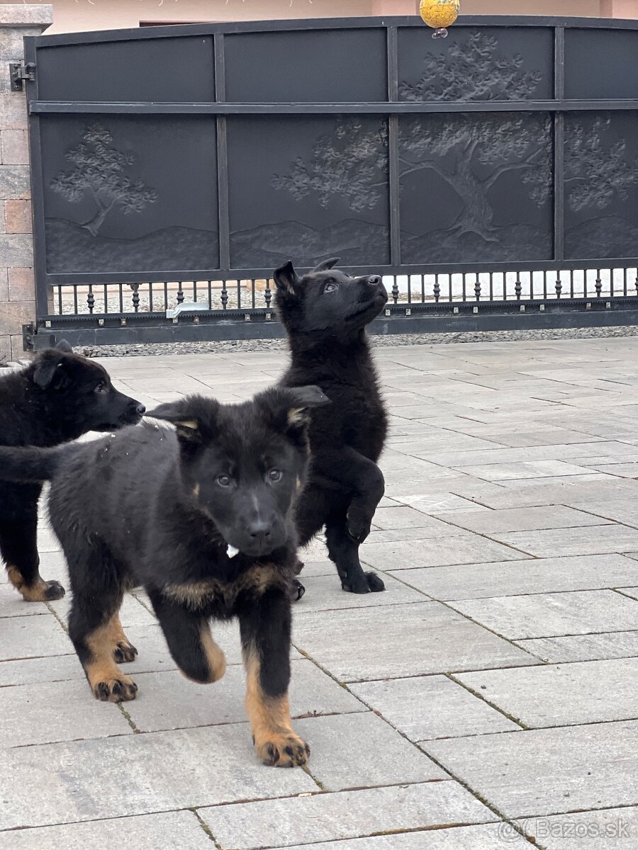 Nemecký ovčiak šteniatka - 4