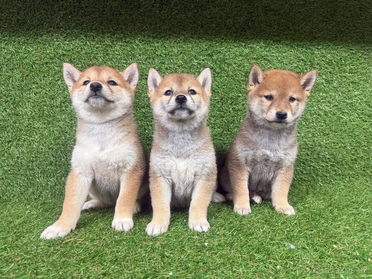 Shiba inu, Šiba inu - 4