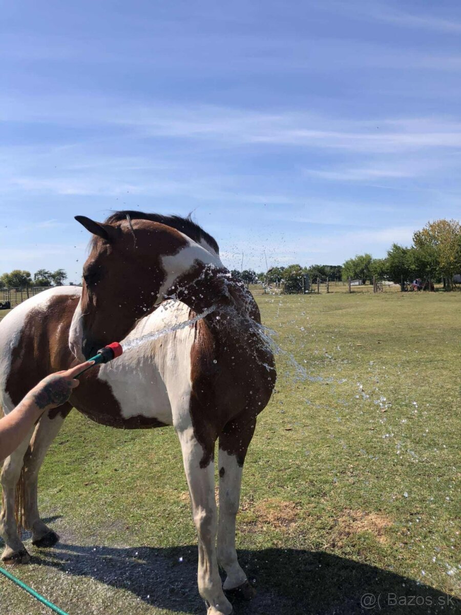 Predám kobylku - 4