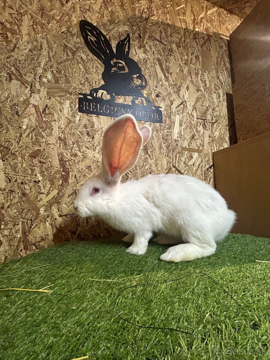 Belgicky Obor 3mesacne - 4