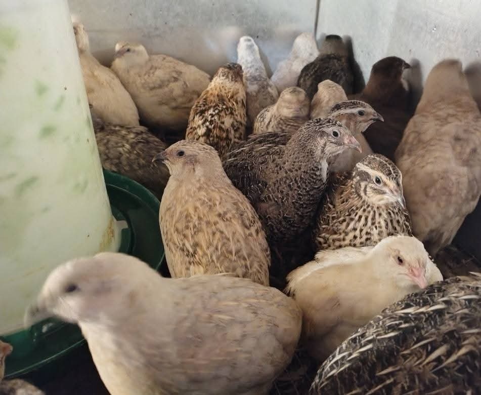 Predám japonské prepelice - 4