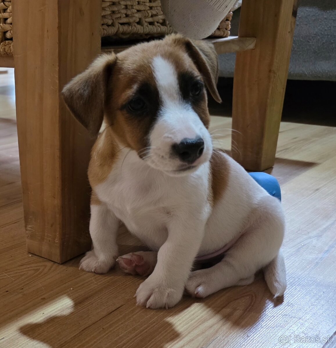 Jack Russell teriér - 4