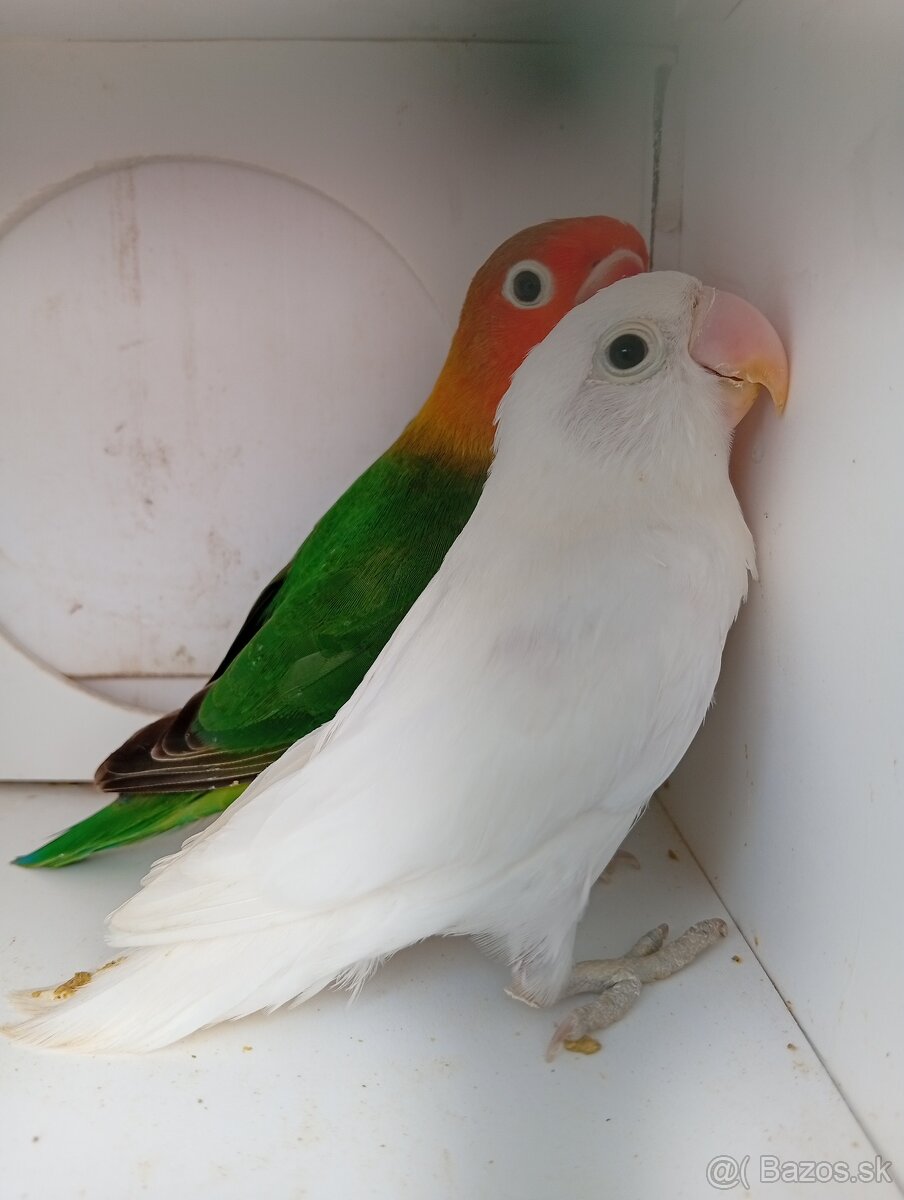 Agapornis Fischer - 4