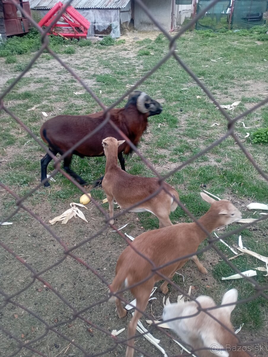 Predám Kamerunske ovce - 4