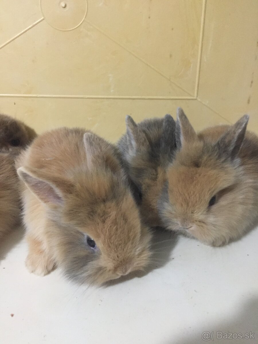 zakrslé králiky - 4