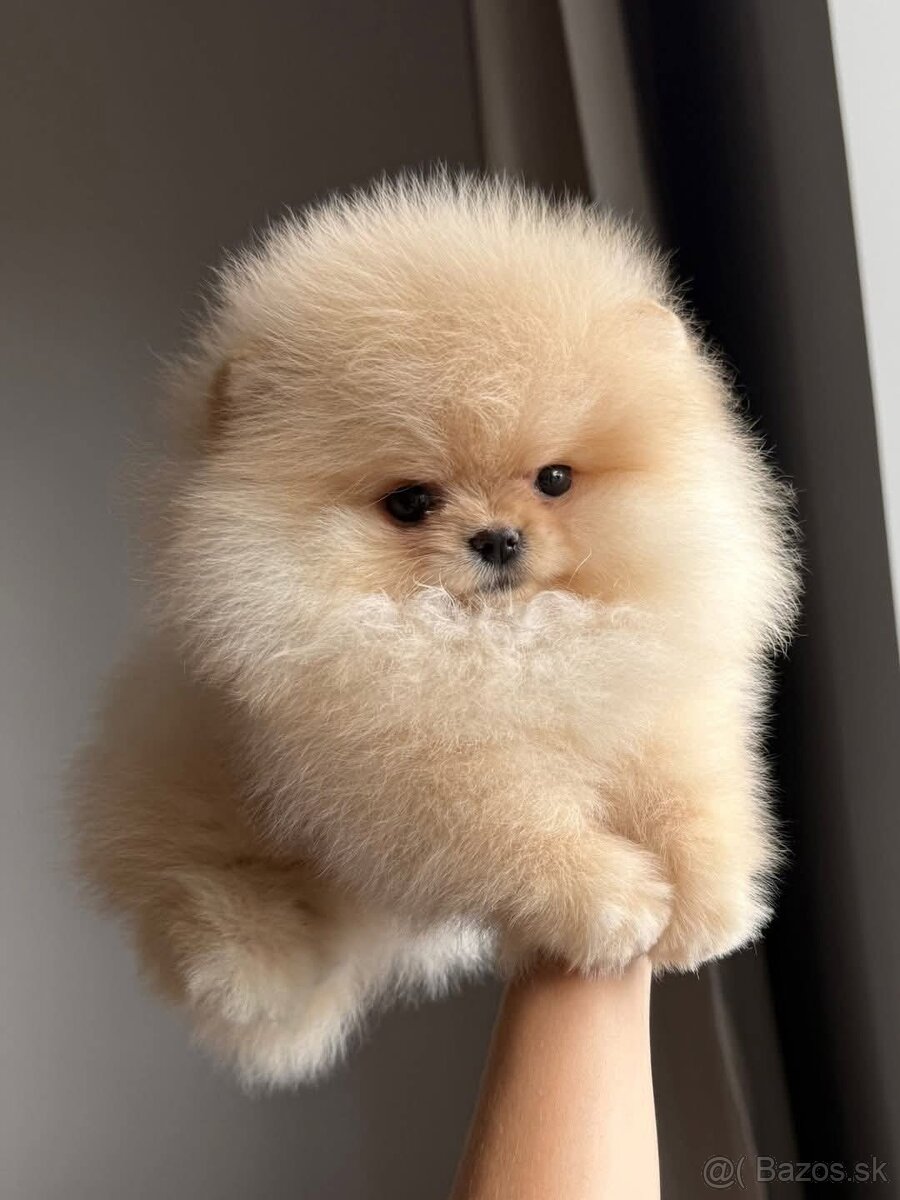 Pomeranian mini - 4