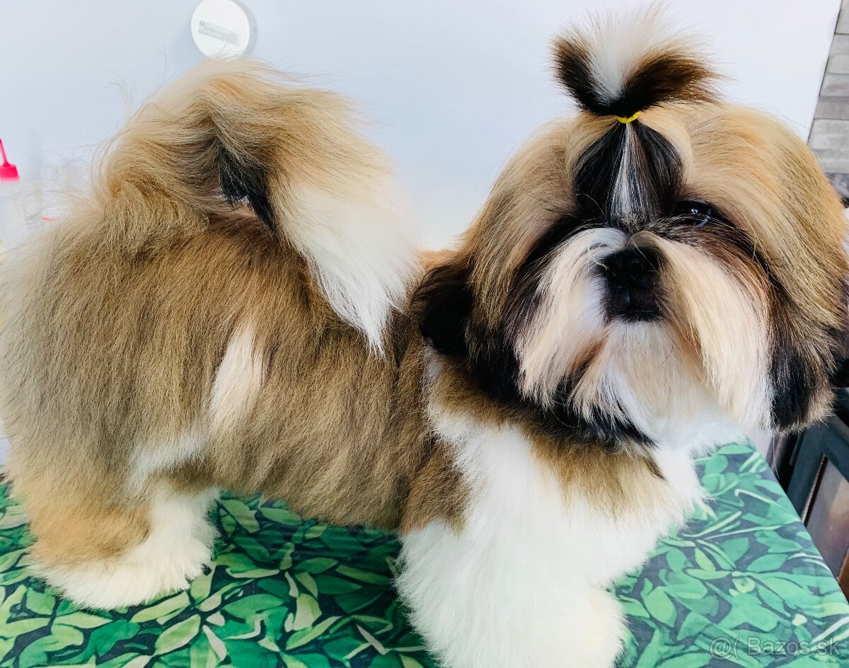 Shihtzu s PP - 4