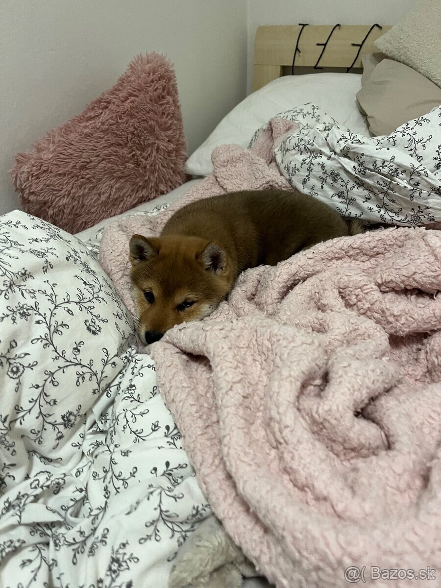 Shiba Inú s PP Fci - 4